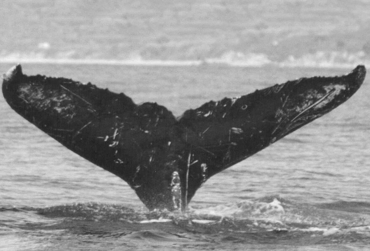 Fluke of CRC-9052