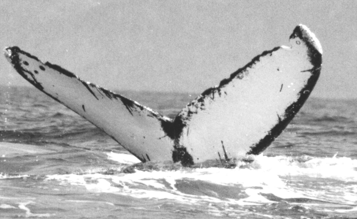 Fluke of CRC-10002