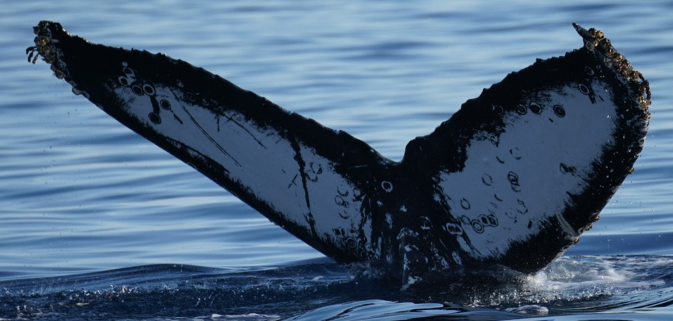 Fluke of HW-MN0524217