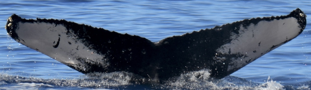 Fluke of HW-MN0444871