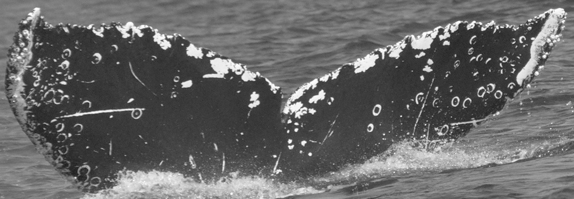 Fluke of Ruth aka Calica (Monterey Bay)
