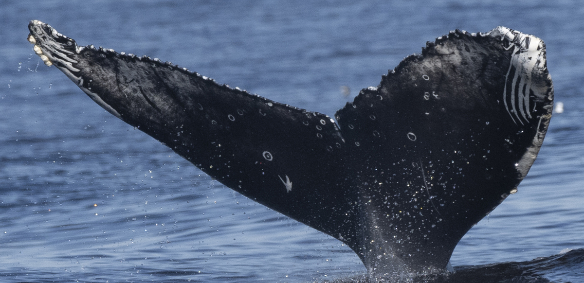Fluke of HW-MN0503669