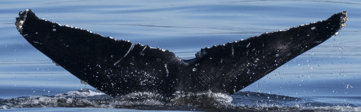 Fluke of Finneas Notch (Pacifica)