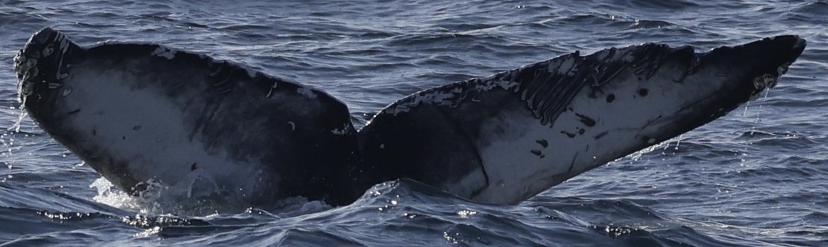 Fluke of HW-MN0503675