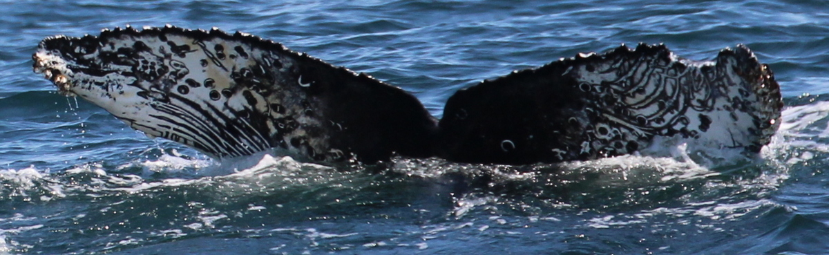 Fluke of HW-MN0503676