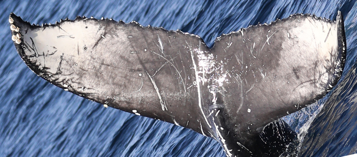 Fluke of HW-MN0503678
