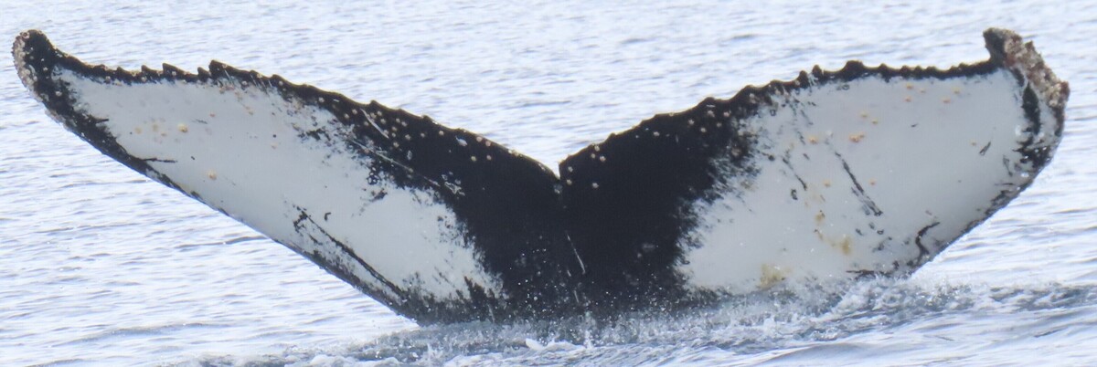 Fluke of HW-MN1306834