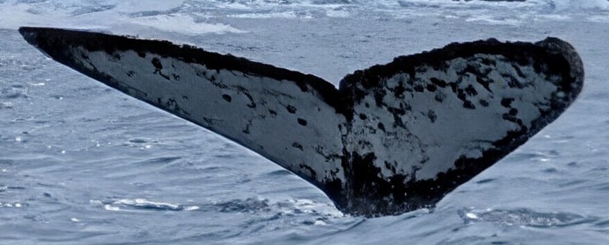 Fluke of Charlie (Antarctica)
