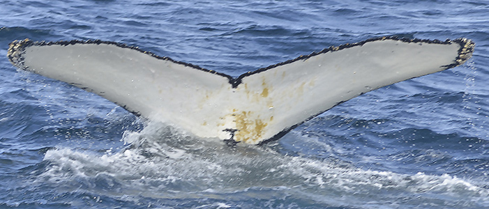 Fluke of HW-MN1300817