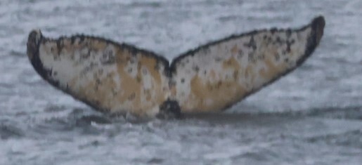 Fluke of HW-MN1306836