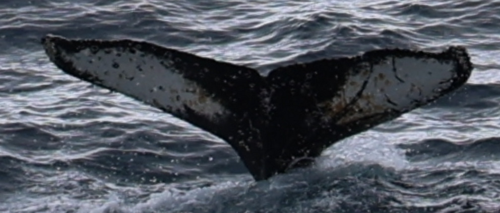 Fluke of HW-MN1306855
