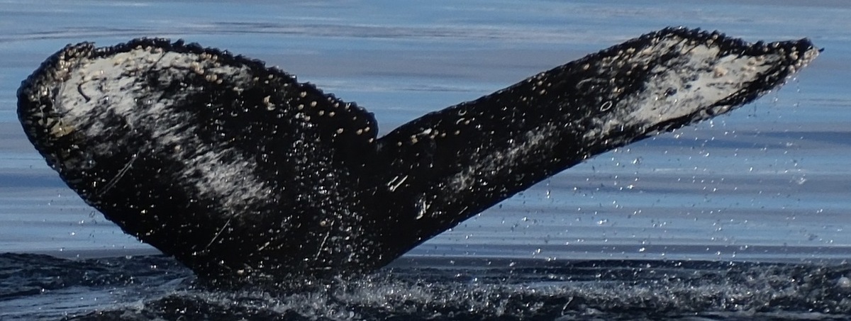 Fluke of HW-MN1306862