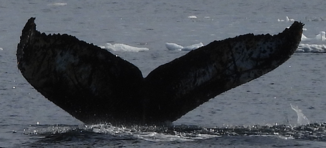 Fluke of HW-MN1306871