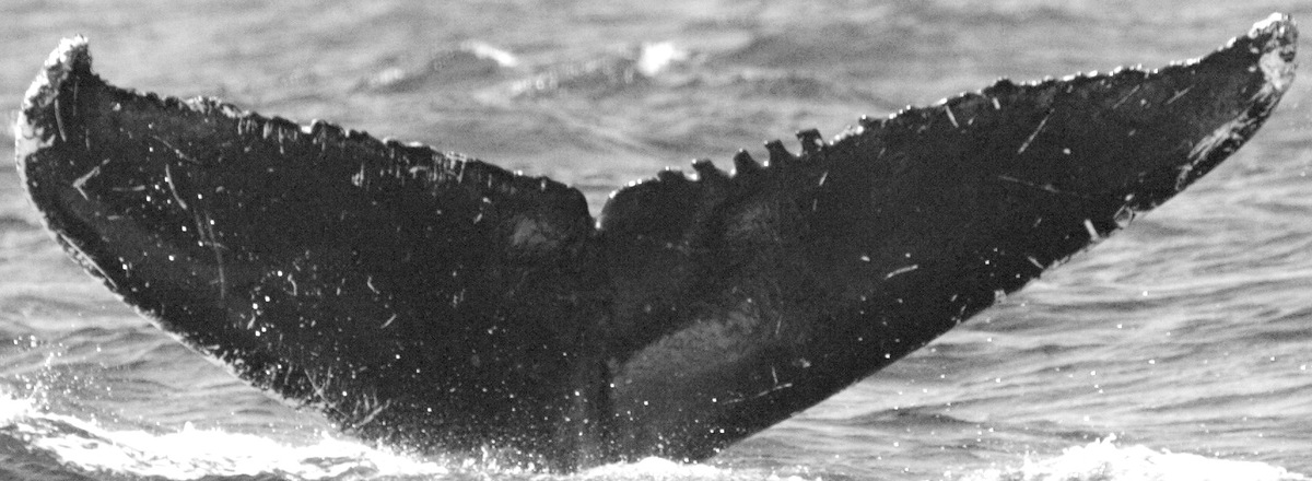 Fluke of Fingers (Bahia de Banderas)