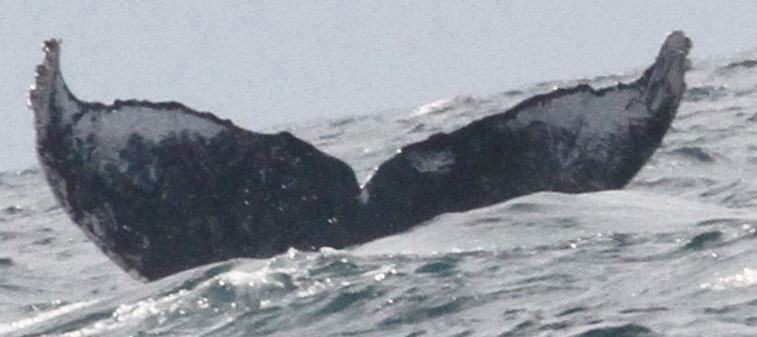 Fluke of CRC-30077
