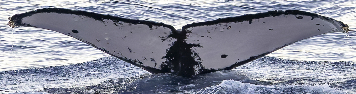 Fluke of HW-MN0444874
