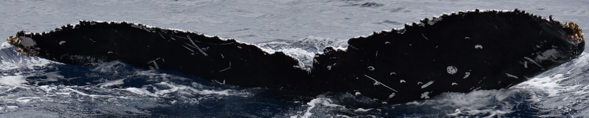 Fluke of HW-MN0444879