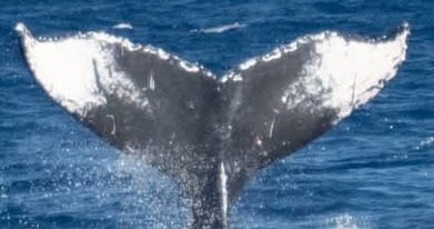Fluke of CRC-23153