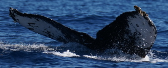 Fluke of HW-MN0524227