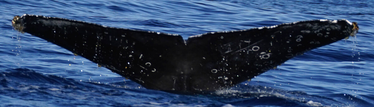 Fluke of HW-MN0524229