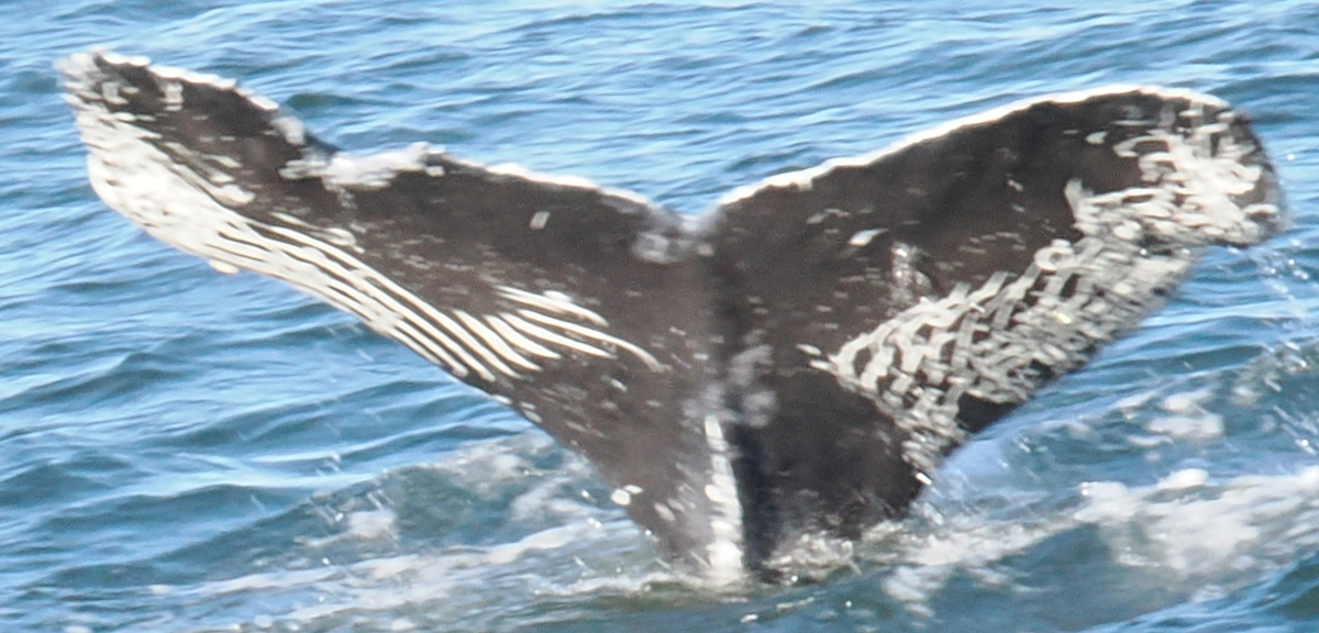Fluke of Ruffles (Monterey Bay)