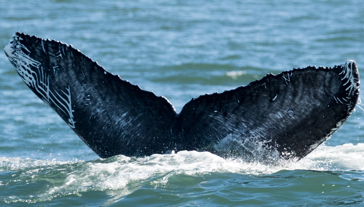 Fluke of CRC-16583