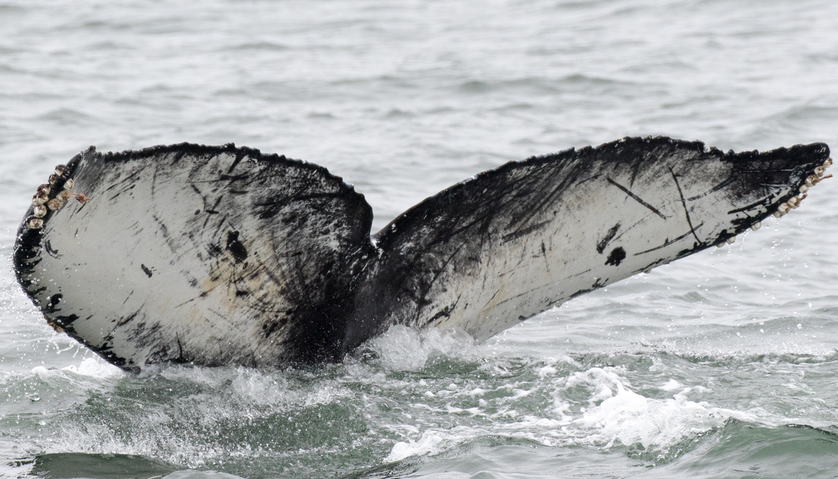 Fluke of CRC-16468