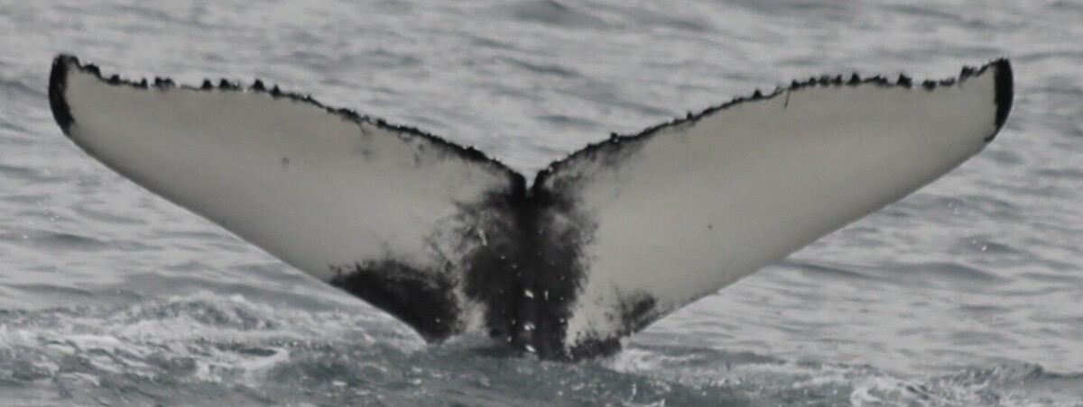 Fluke of Tractor (Husavik)