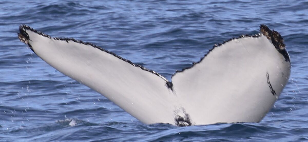 Fluke of Zubide (Husavik)