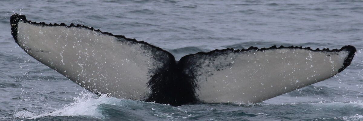 Fluke of Flukeof (Husavik)