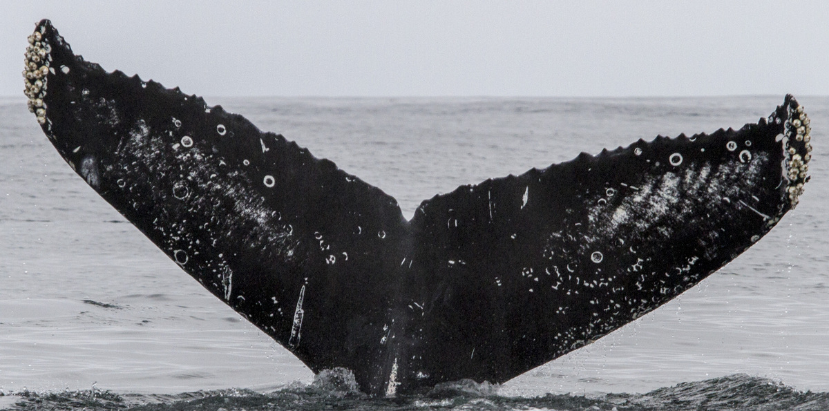 Fluke of CRC-16574