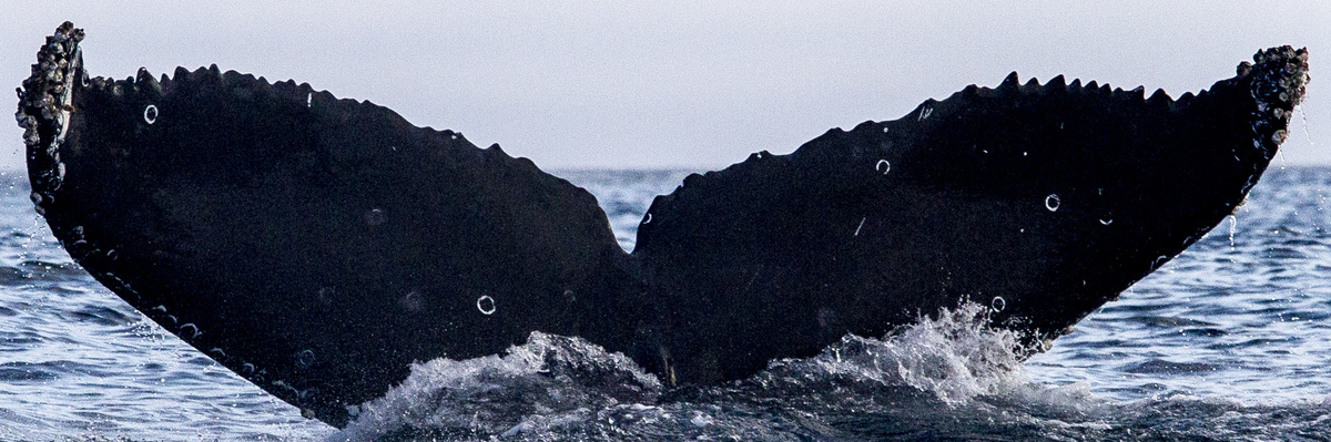 Fluke of CRC-16562