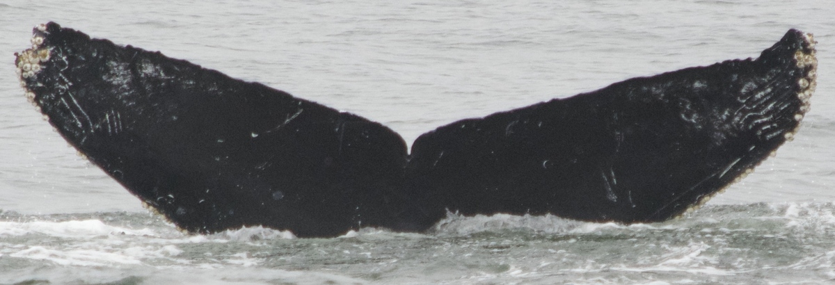 Fluke of CRC-17065