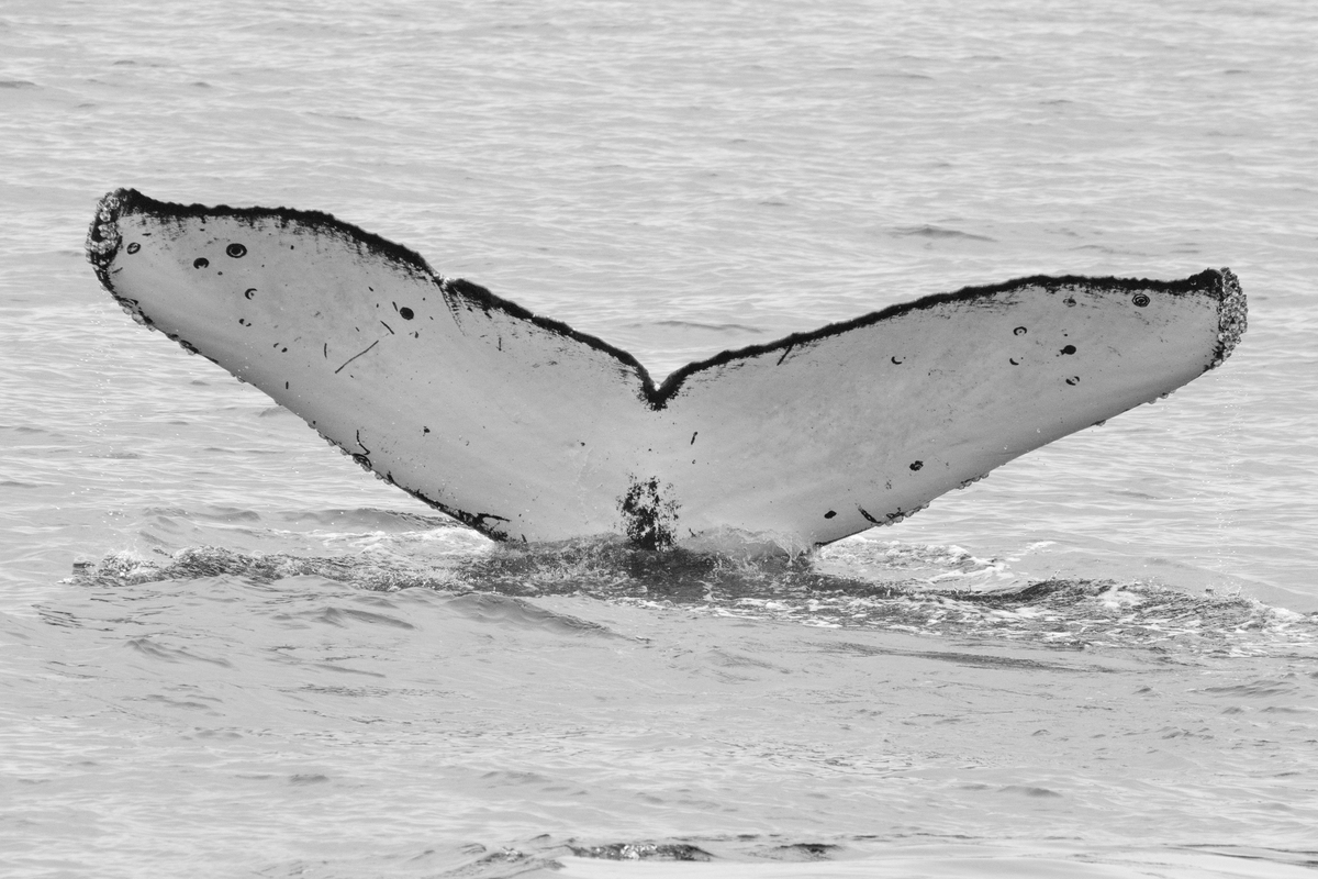 Fluke of CRC-11300