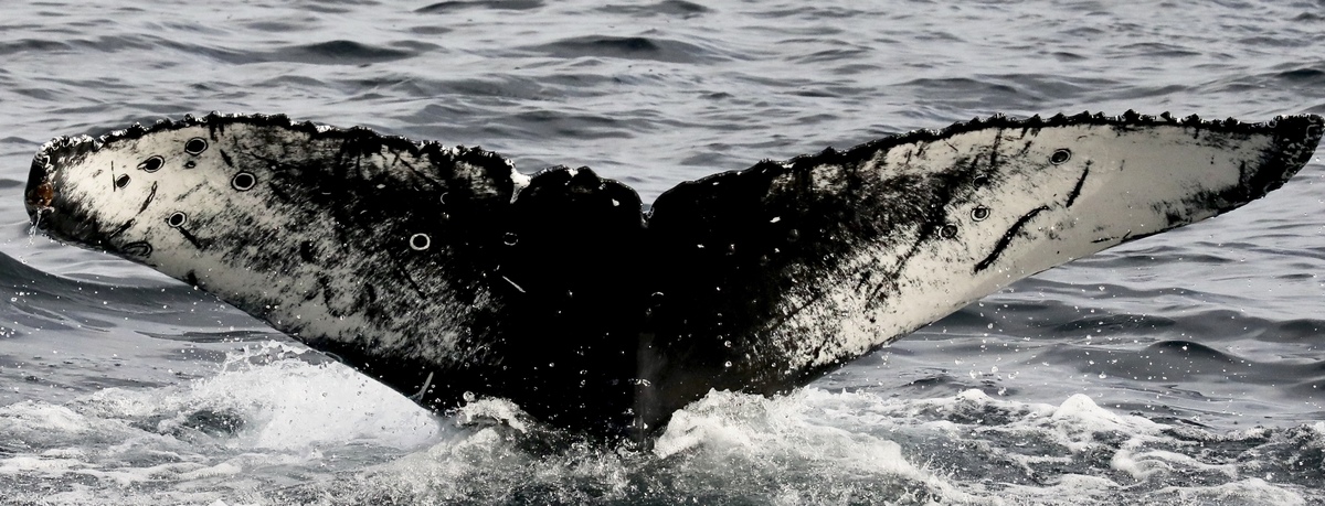 Fluke of CRC-16610