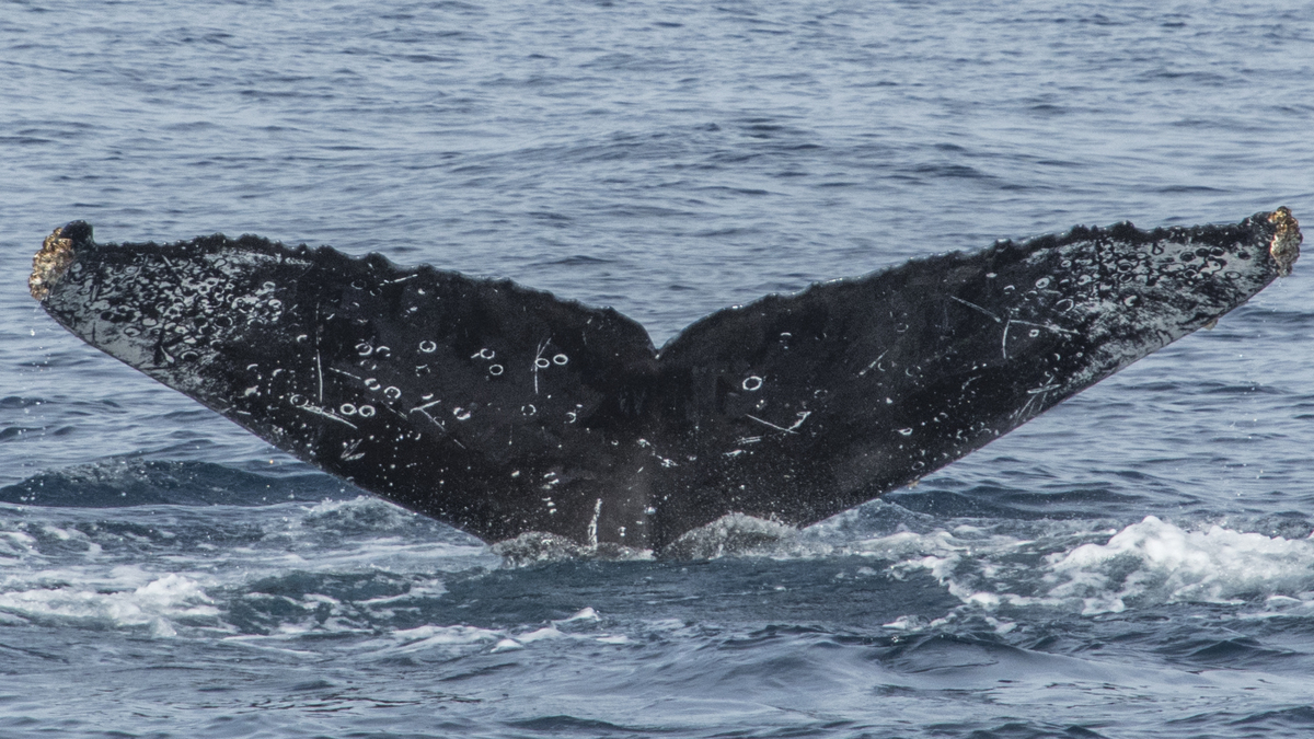 Fluke of CRC-16556