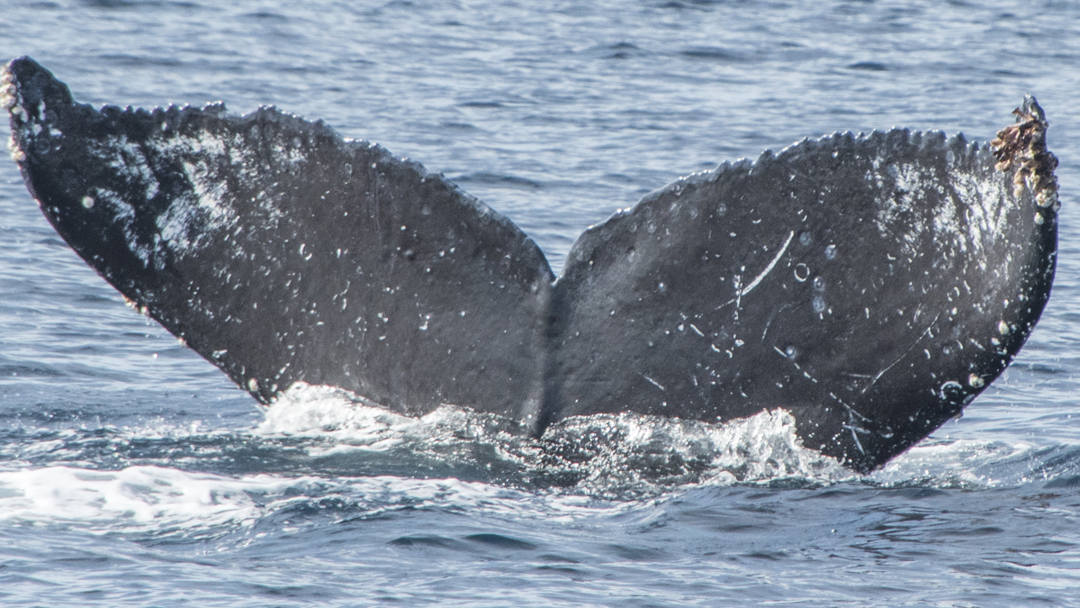 Fluke of CRC-16557