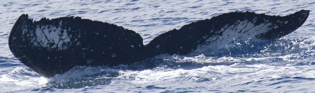 Fluke of HIHWNMS-2024-12-26_G04A01