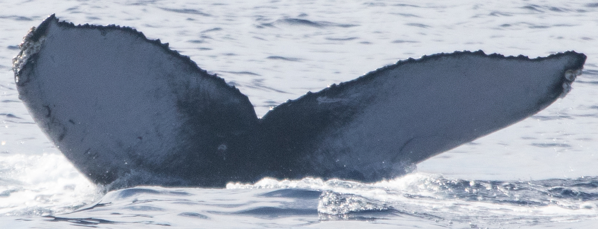 Fluke of HIHWNMS-2024-12-26_G03A01
