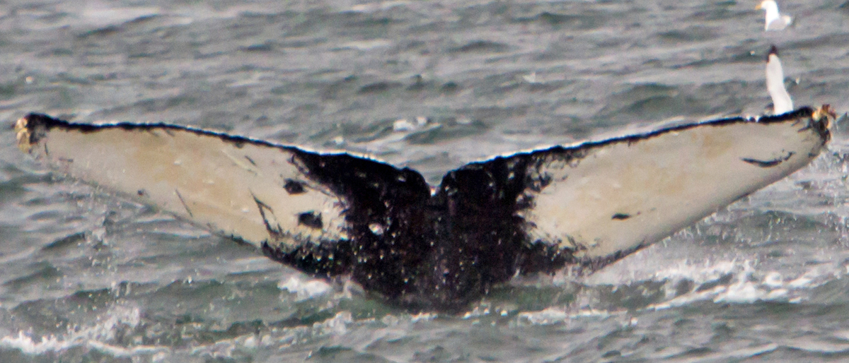 Fluke of NotUNEquivocal (FS) aka Victoria (Wrangell) aka Colin (BC)