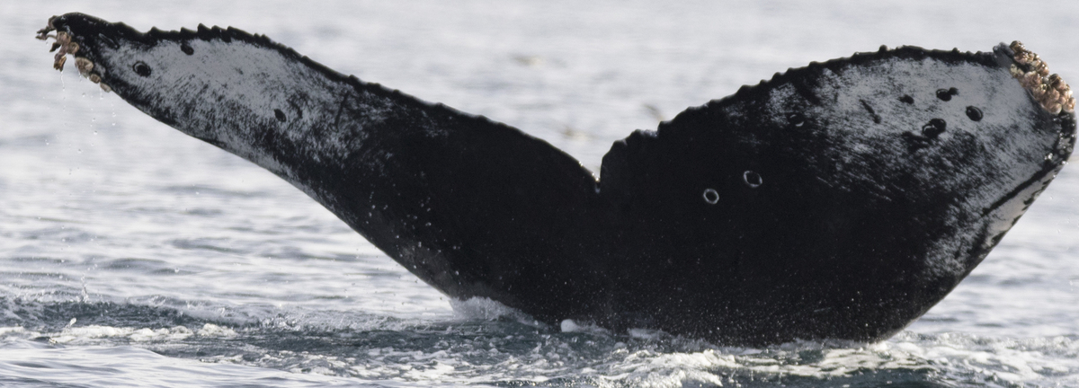 Fluke of CRC-16569