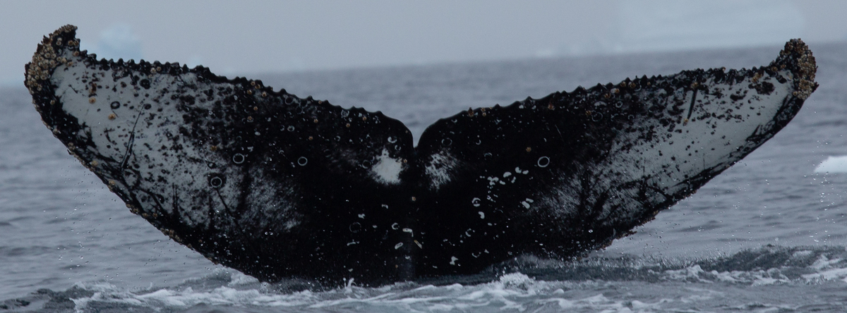 Fluke of HW-MN1306878