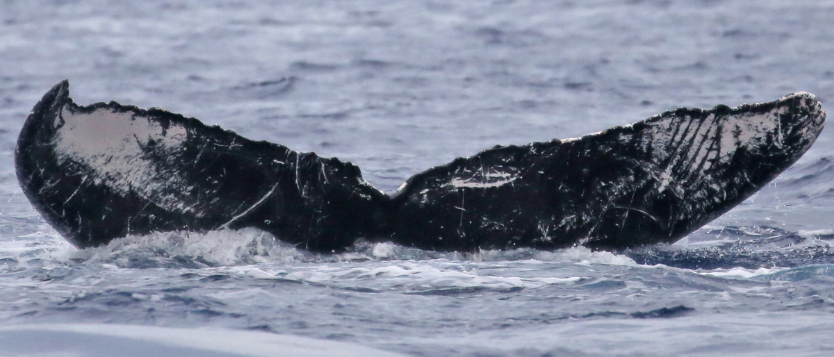 Fluke of HW-MN0440315
