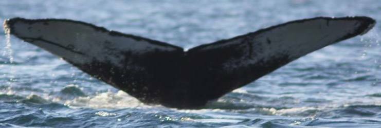 Fluke of CRC-16224