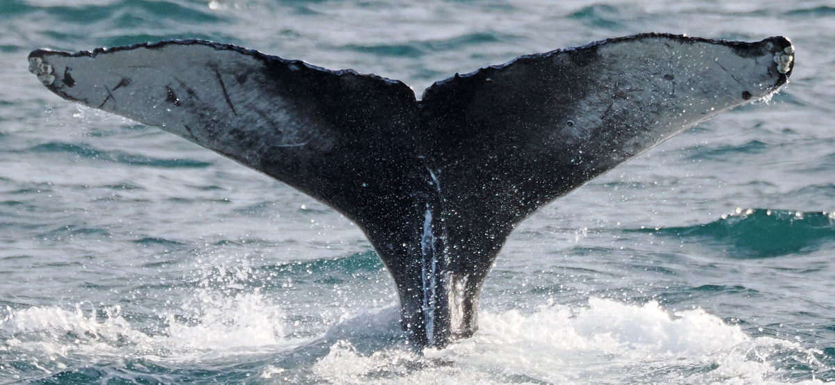 Fluke of 2023-2024 calf of CRC-18225