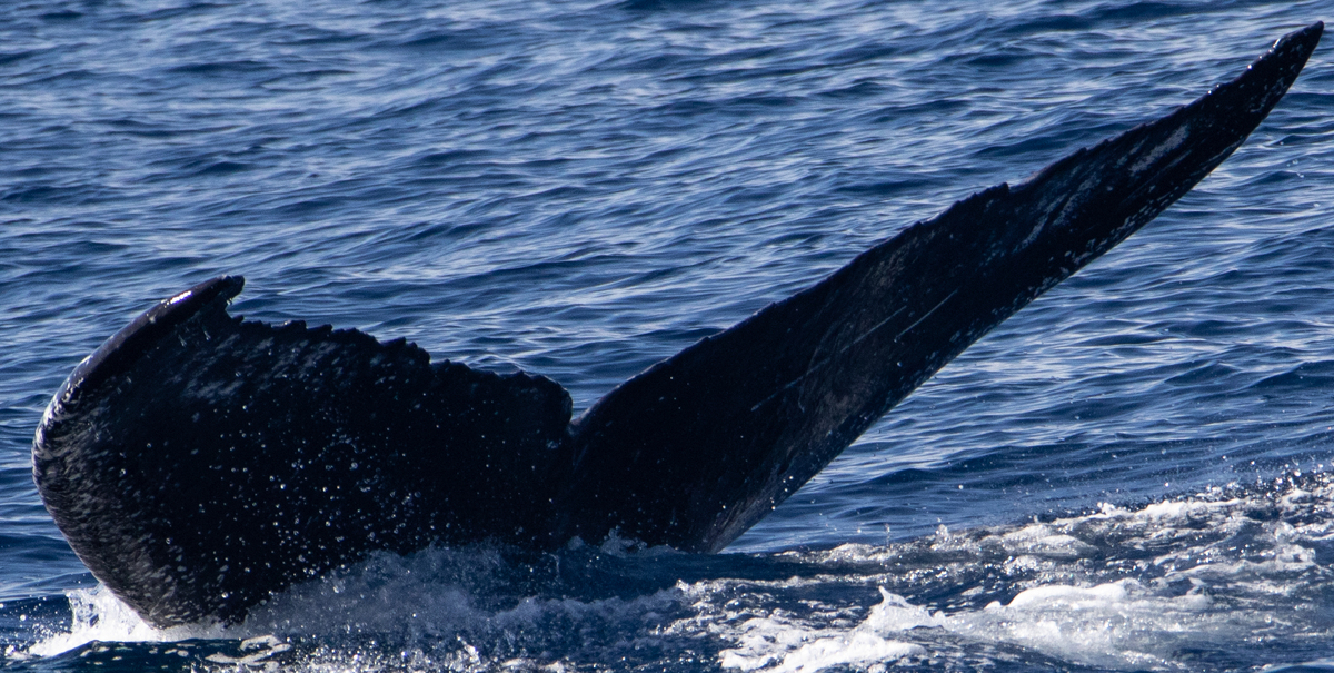 Fluke of HIHWNMS-2025-1-2_G03A06