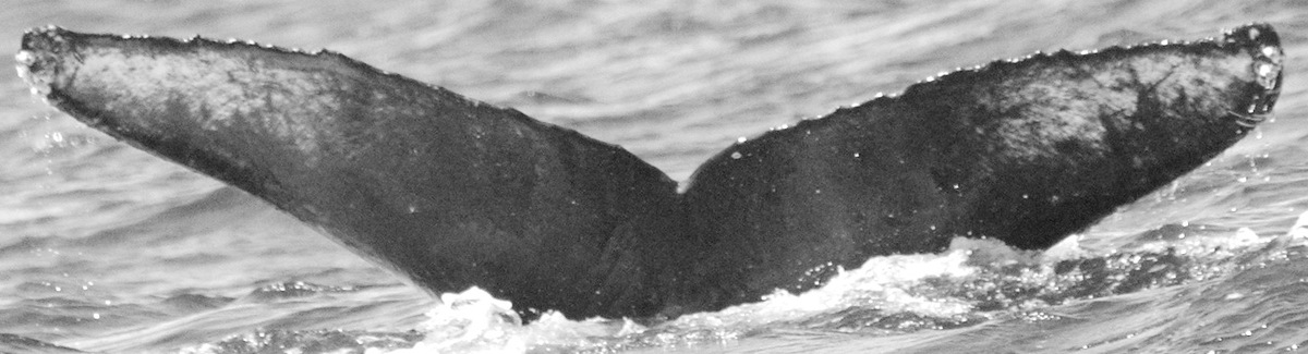 Fluke of CRC-15507