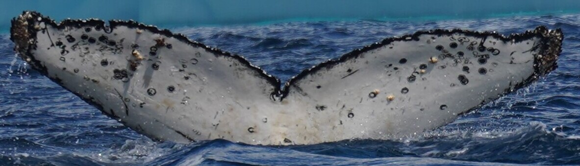 Fluke of Peace Love & Joy 2025 (Antarctica)