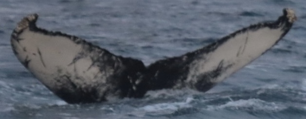 Fluke of Moonbeam (Husavik)