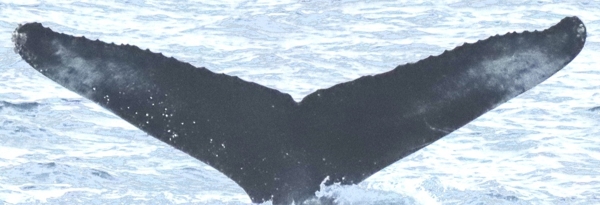 Fluke of HW-MN0104053